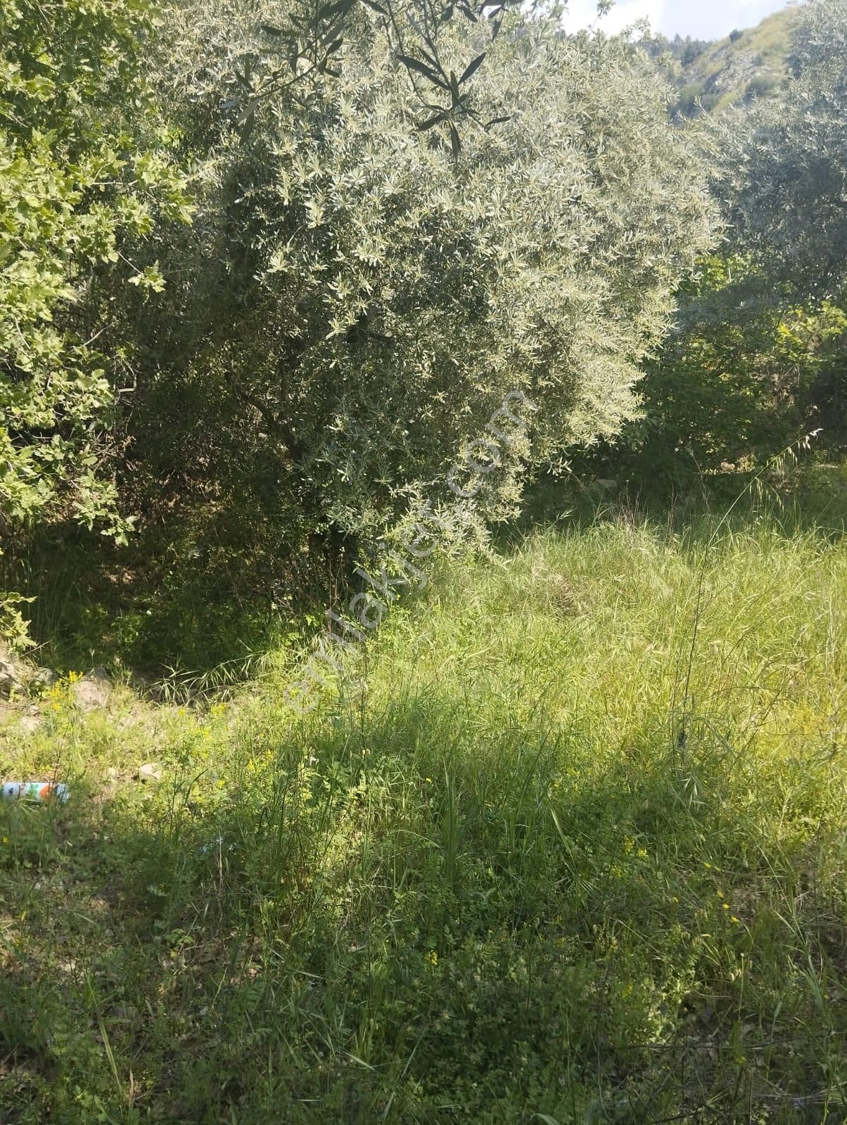 İzmir Torbalı Gold Emlaktan Aydın Kuyucakta Satılık İncir Ve Zeytin Bahçesi - Görsel 25