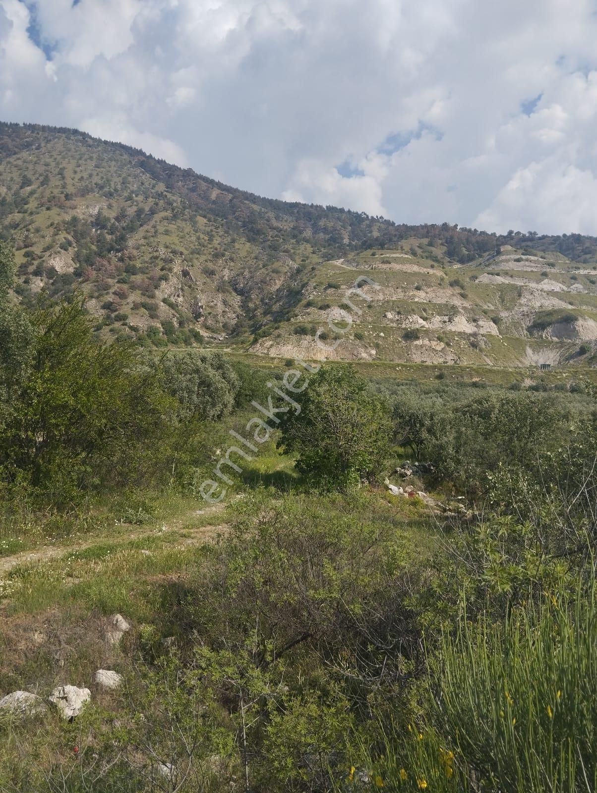 İzmir Torbalı Gold Emlaktan Aydın Kuyucakta Satılık İncir Ve Zeytin Bahçesi - Görsel 11