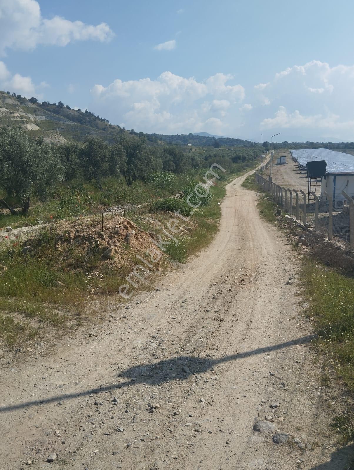 İzmir Torbalı Gold Emlaktan Aydın Kuyucakta Satılık İncir Ve Zeytin Bahçesi - Görsel 4