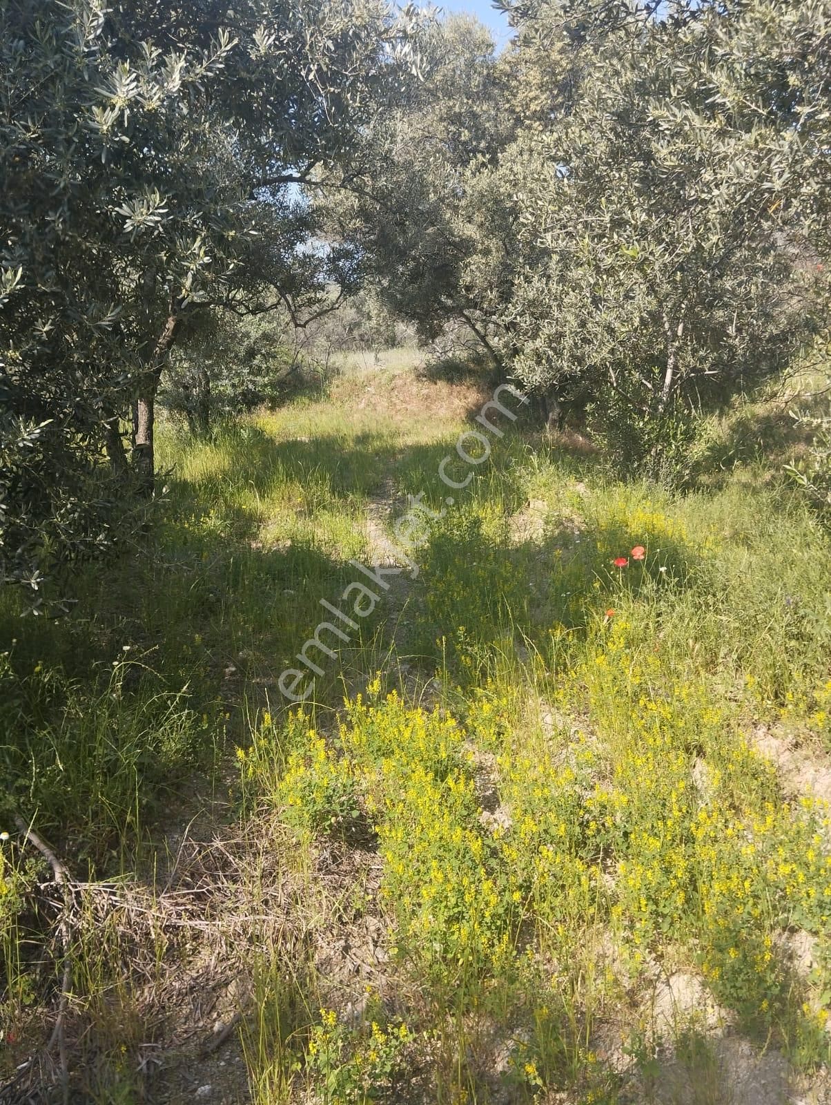 İzmir Torbalı Gold Emlaktan Aydın Kuyucakta Satılık İncir Ve Zeytin Bahçesi - Görsel 20