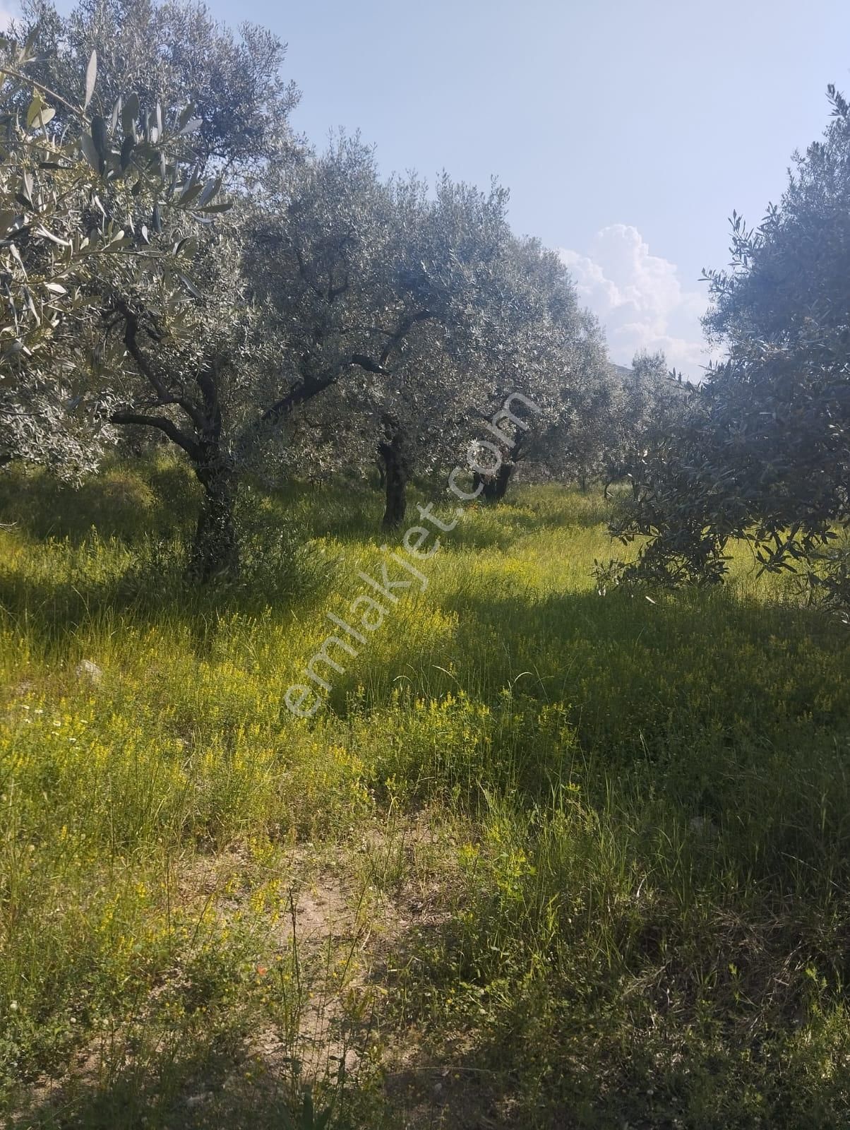 İzmir Torbalı Gold Emlaktan Aydın Kuyucakta Satılık İncir Ve Zeytin Bahçesi - Görsel 26