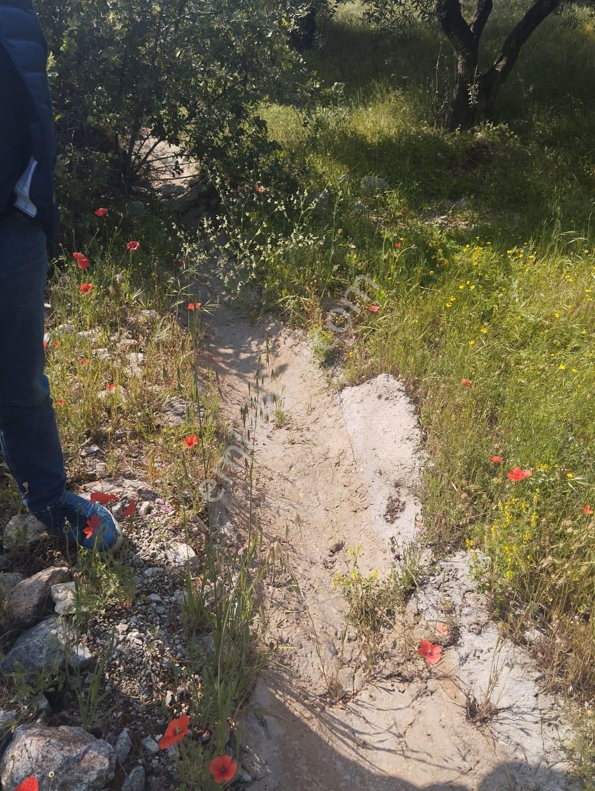 İzmir Torbalı Gold Emlaktan Aydın Kuyucakta Satılık İncir Ve Zeytin Bahçesi - Görsel 23