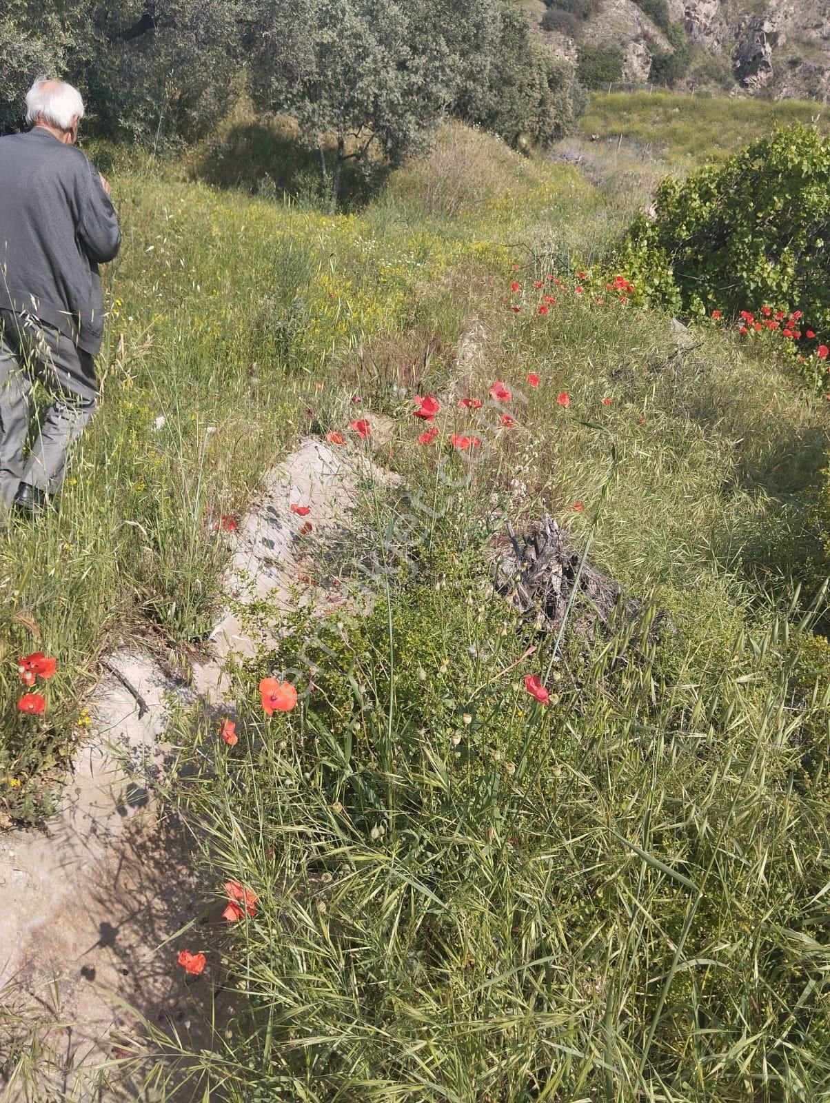 İzmir Torbalı Gold Emlaktan Aydın Kuyucakta Satılık İncir Ve Zeytin Bahçesi - Görsel 24