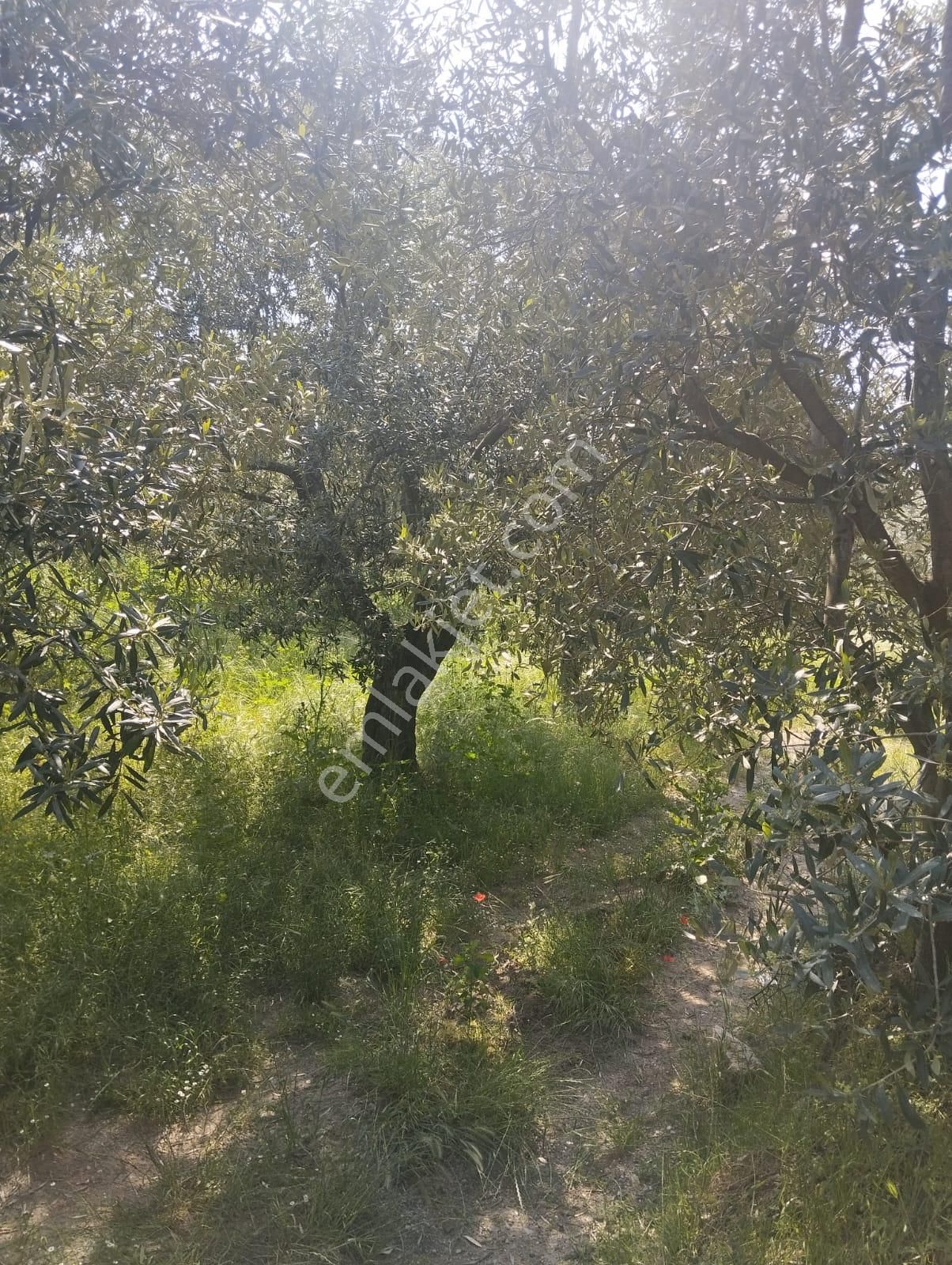 İzmir Torbalı Gold Emlaktan Aydın Kuyucakta Satılık İncir Ve Zeytin Bahçesi - Görsel 29