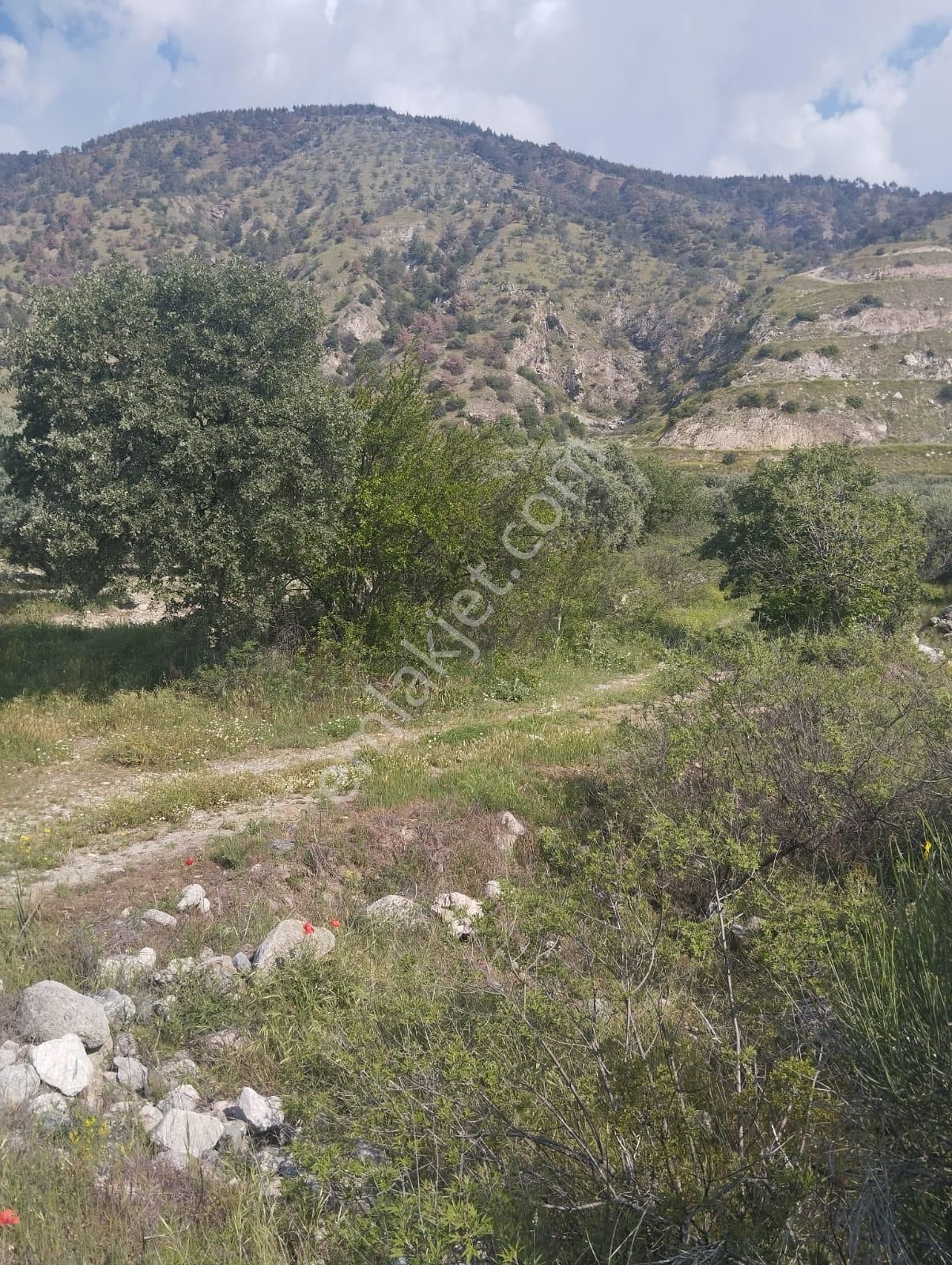İzmir Torbalı Gold Emlaktan Aydın Kuyucakta Satılık İncir Ve Zeytin Bahçesi - Görsel 7