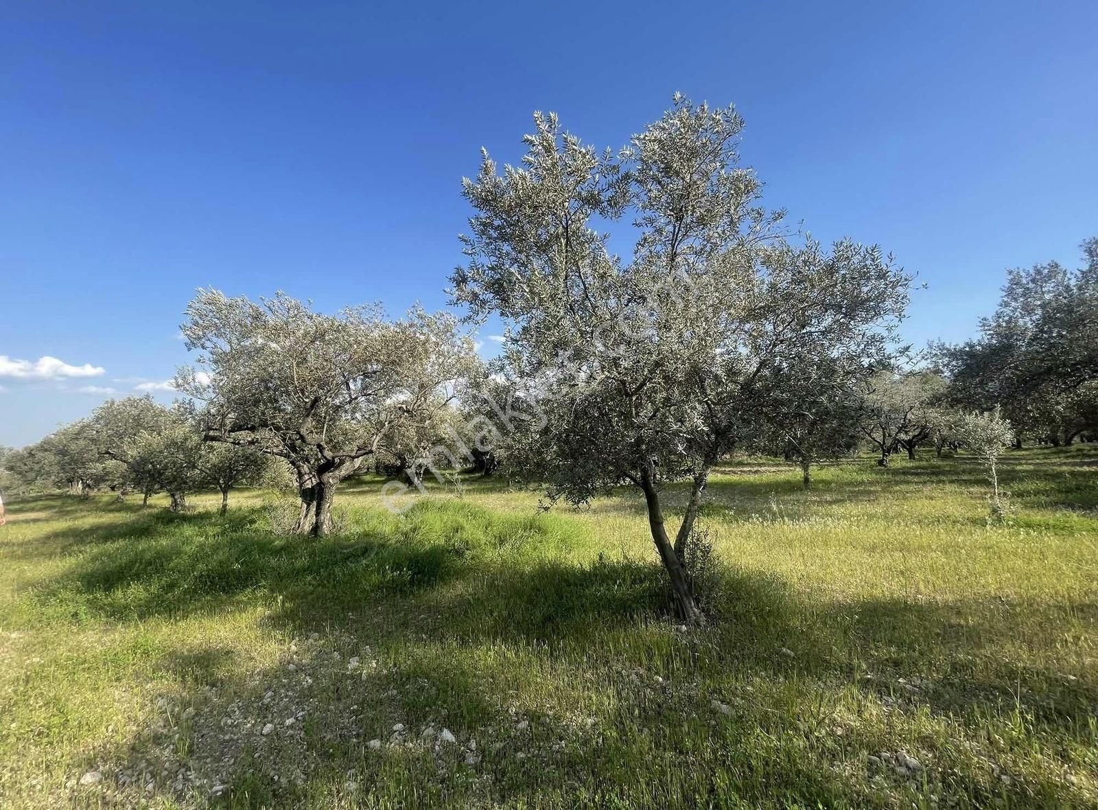 Satılık Zeytin Bahçesi