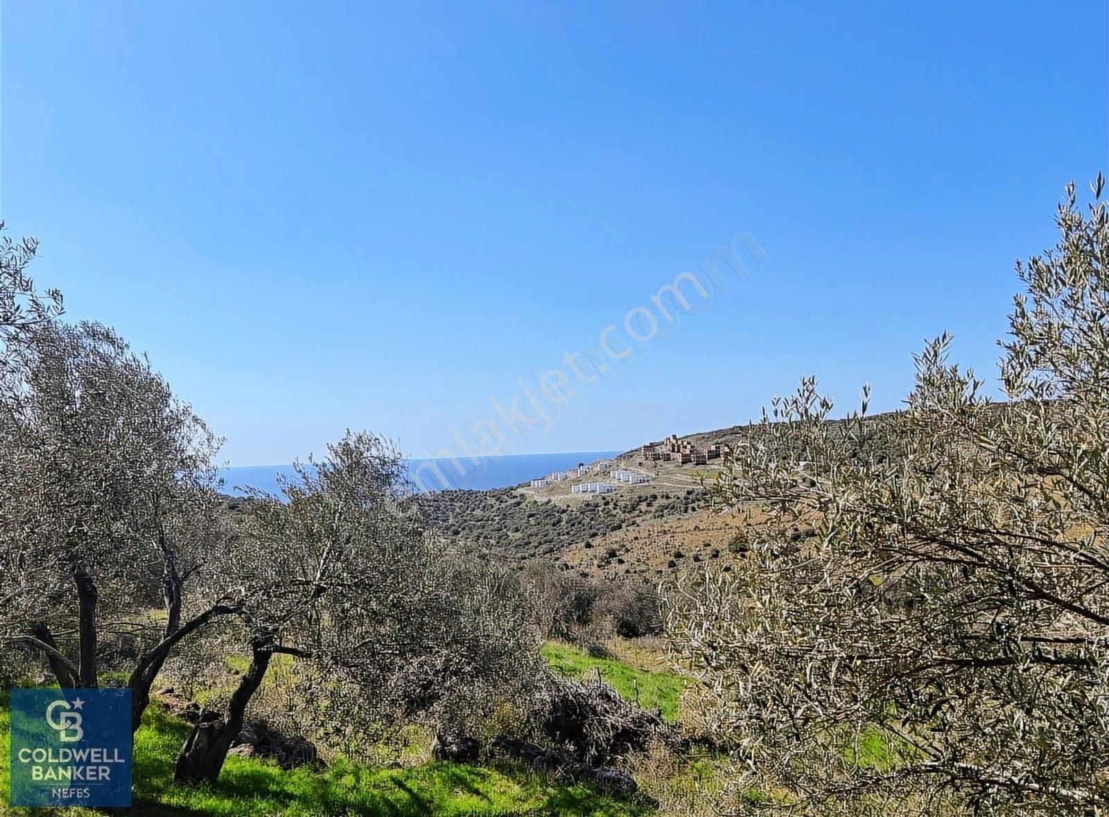Çanakkale Babakale'de Doğa Ve Deniz Manzaralı Zeytinlik