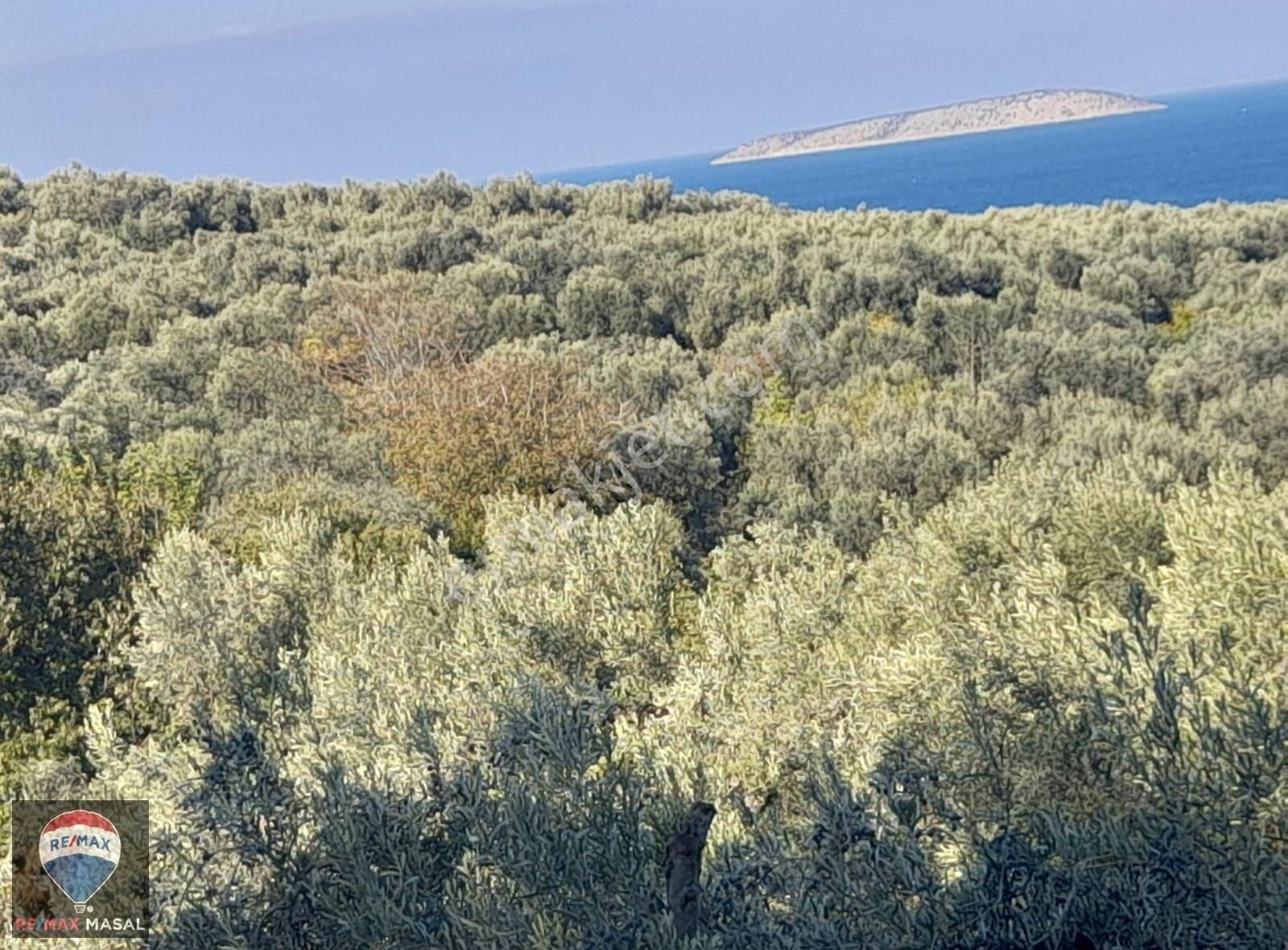 Balıkesir Bandırma Edincikte Yatırımlık Satılık Zeytinlik