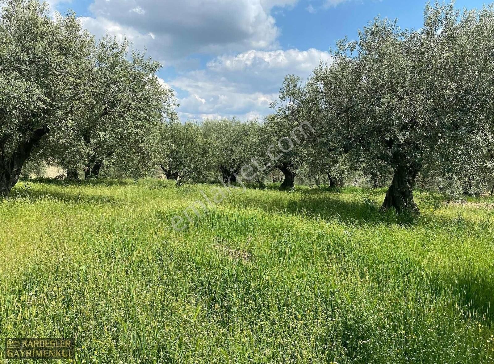 Zeytinliovada Köye Yakın 1 Km Metre Mesafede Zeytinlik