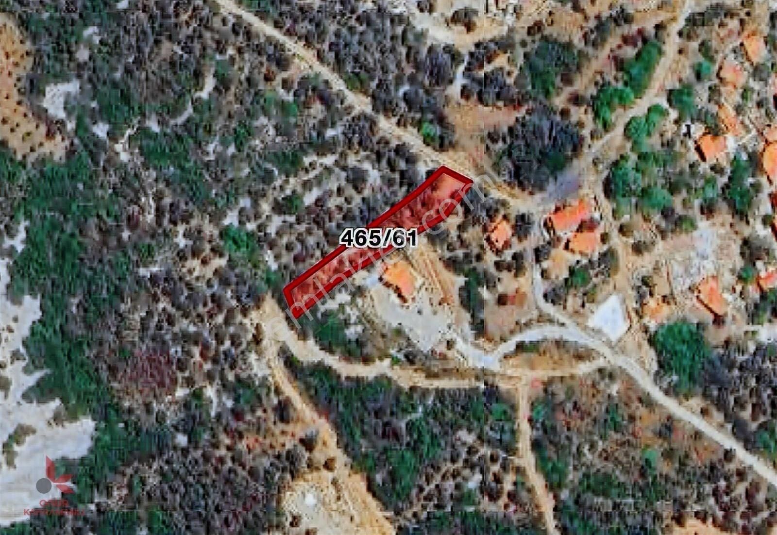 Saip'de Deniz Manzaralı Zeytinlik