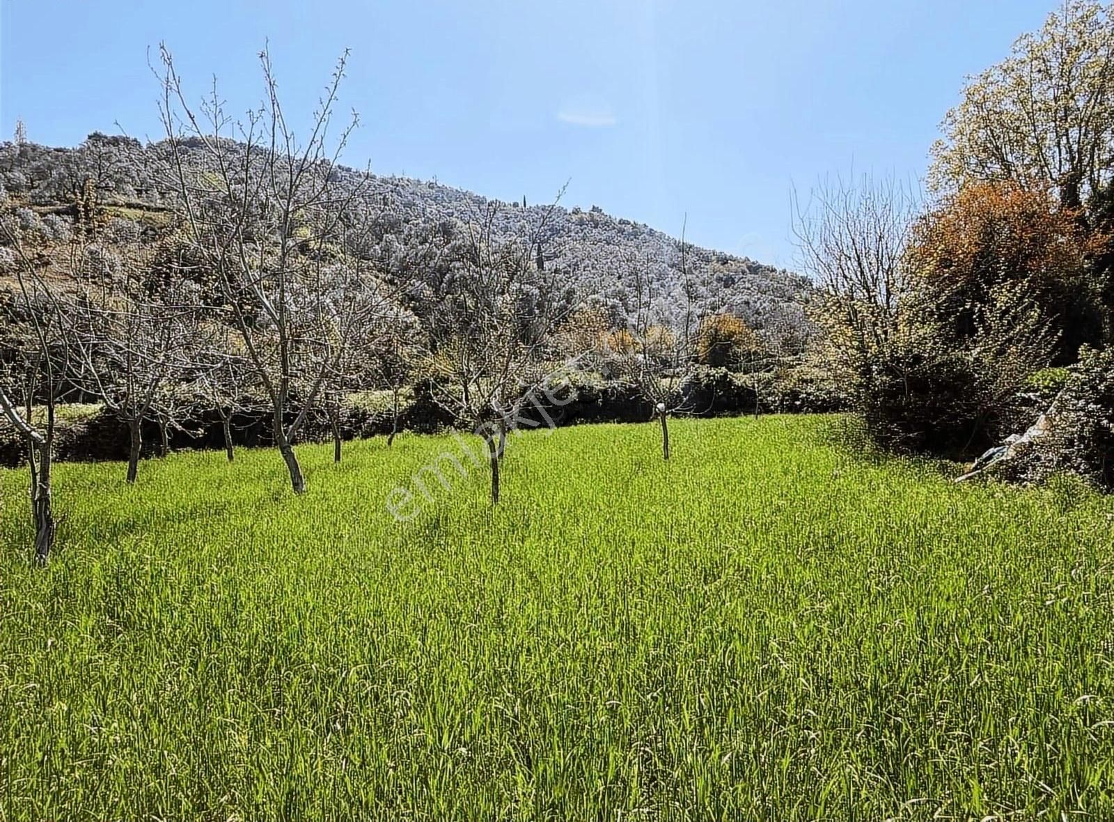 Pek Emlaktan Tire Nin Engüzel Köyü Eğridere De Satılık Bahçe - Görsel 5