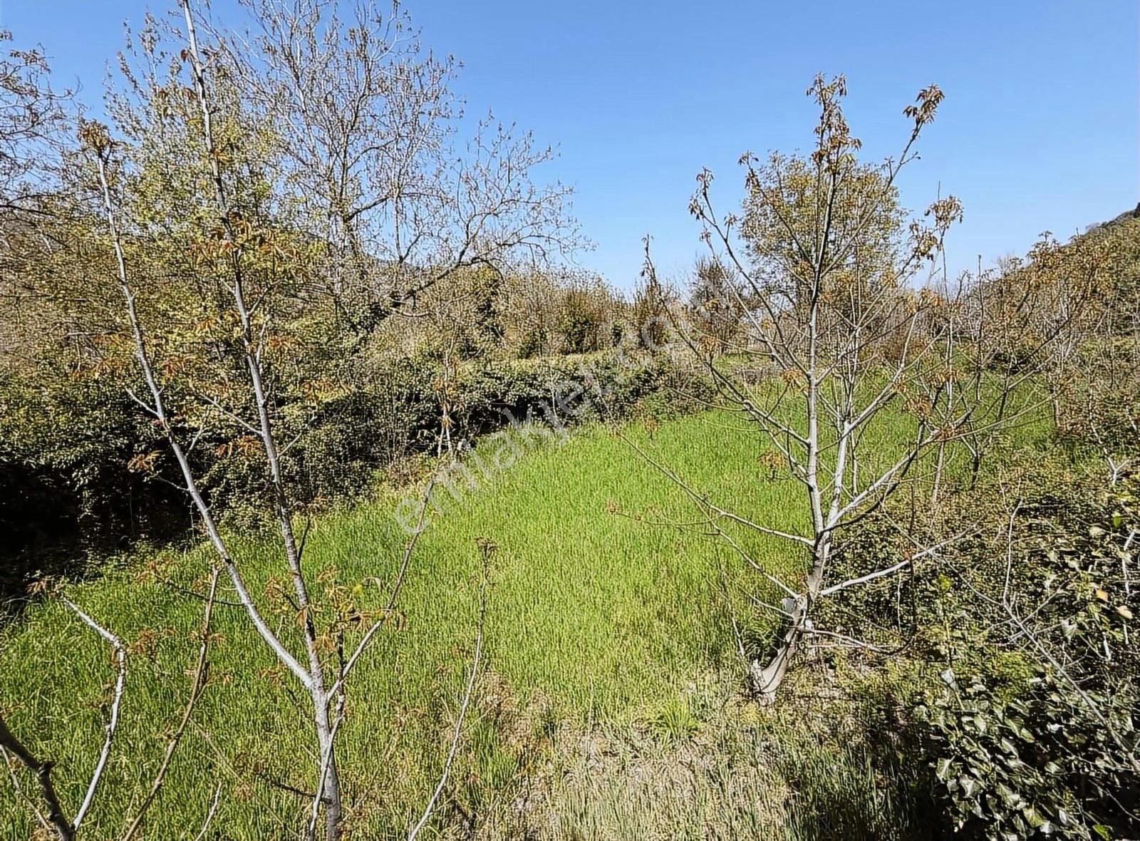 Pek Emlaktan Tire Nin Engüzel Köyü Eğridere De Satılık Bahçe - Görsel 18