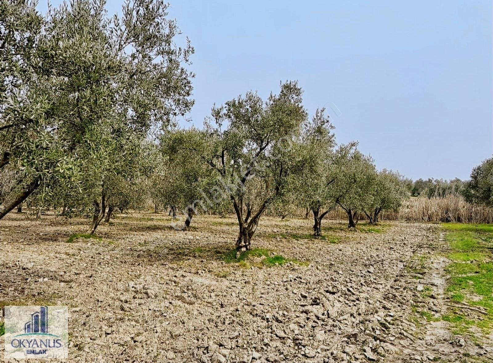 Pınarbaşın Da 6.300 M2 Zeytinlik , 180 Adet Zeytin , Yolu Var