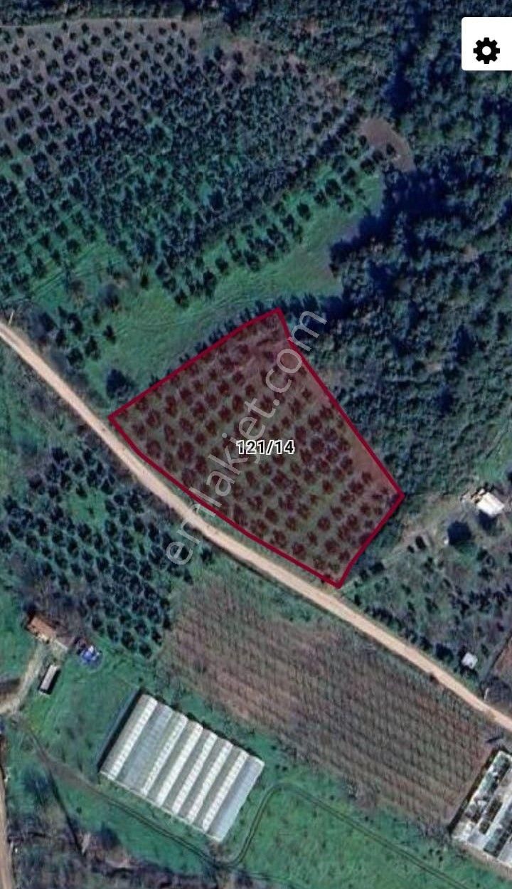 Gemlik Kurtul Göleti Mesire Alanı Ve Otobana Cephe Kaçmaz Fırsat Zeytinlik - Görsel 10