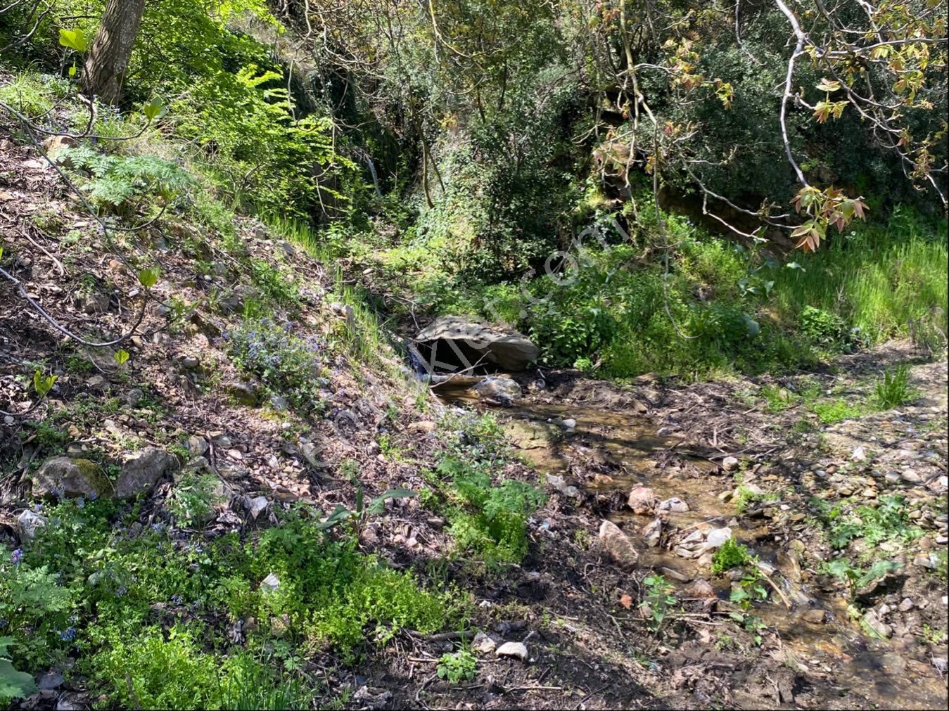 Doğanay Emlktan İzmir Tire Dallık Ta İmar İzinli Cevizlik - Görsel 4