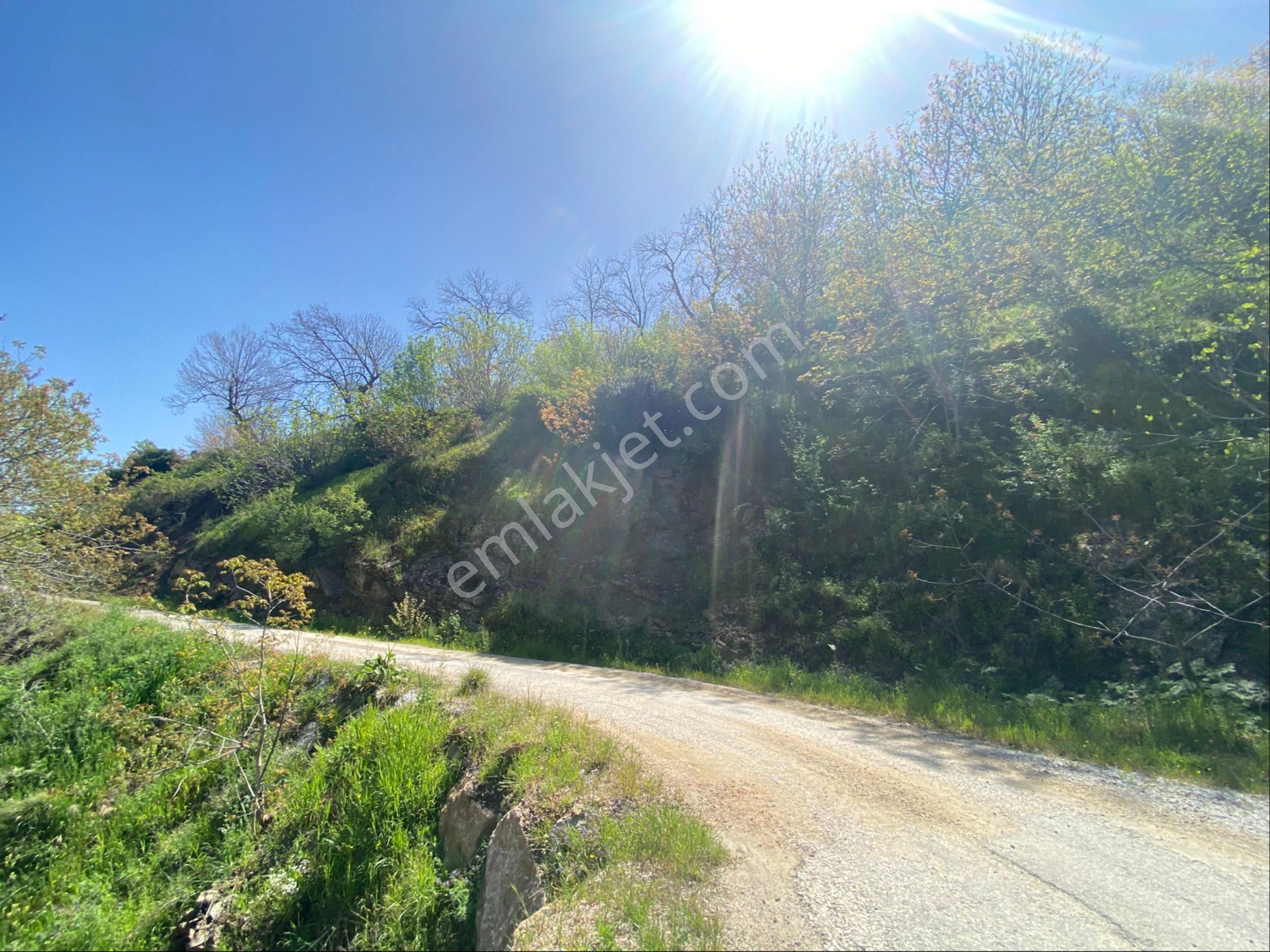 Doğanay Emlktan İzmir Tire Dallık Ta İmar İzinli Cevizlik - Görsel 22