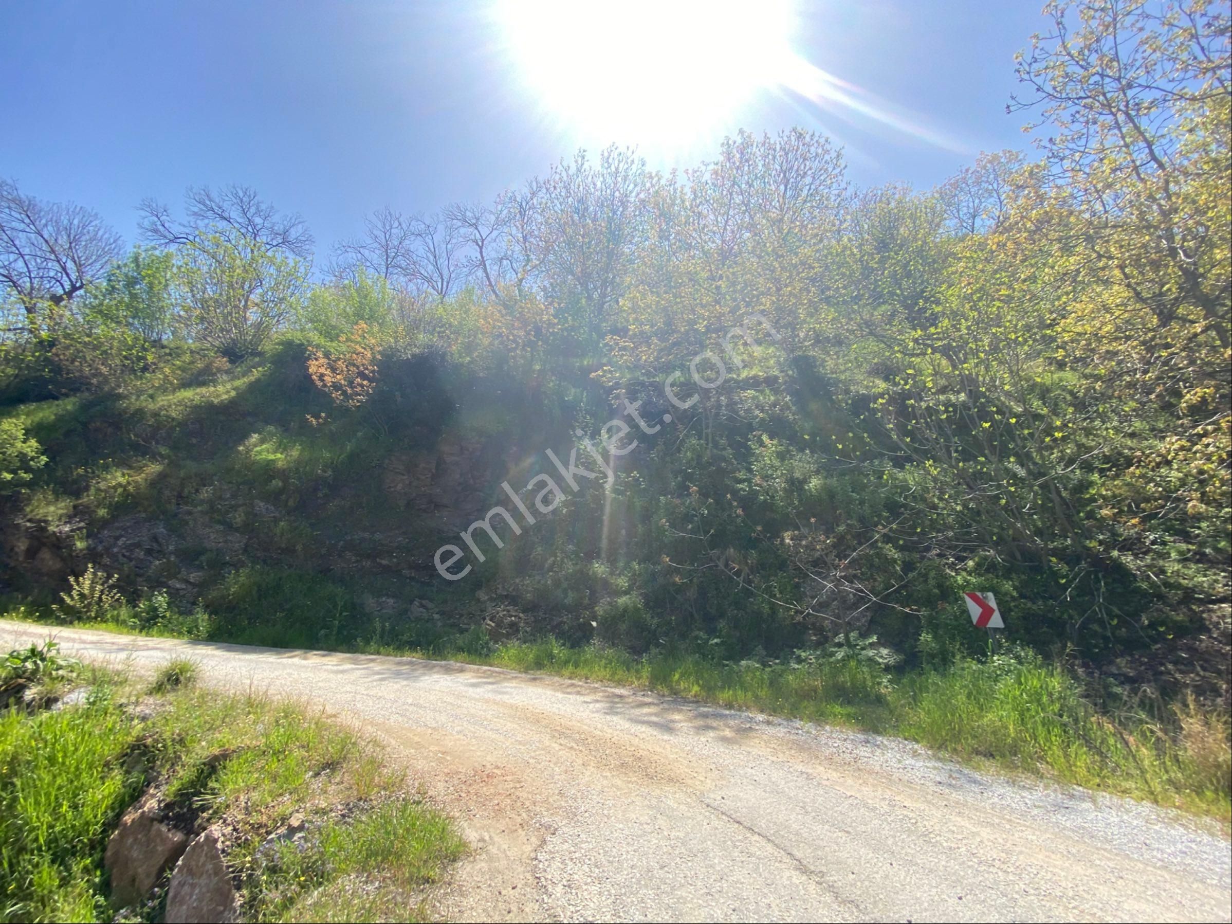 Doğanay Emlktan İzmir Tire Dallık Ta İmar İzinli Cevizlik - Görsel 18