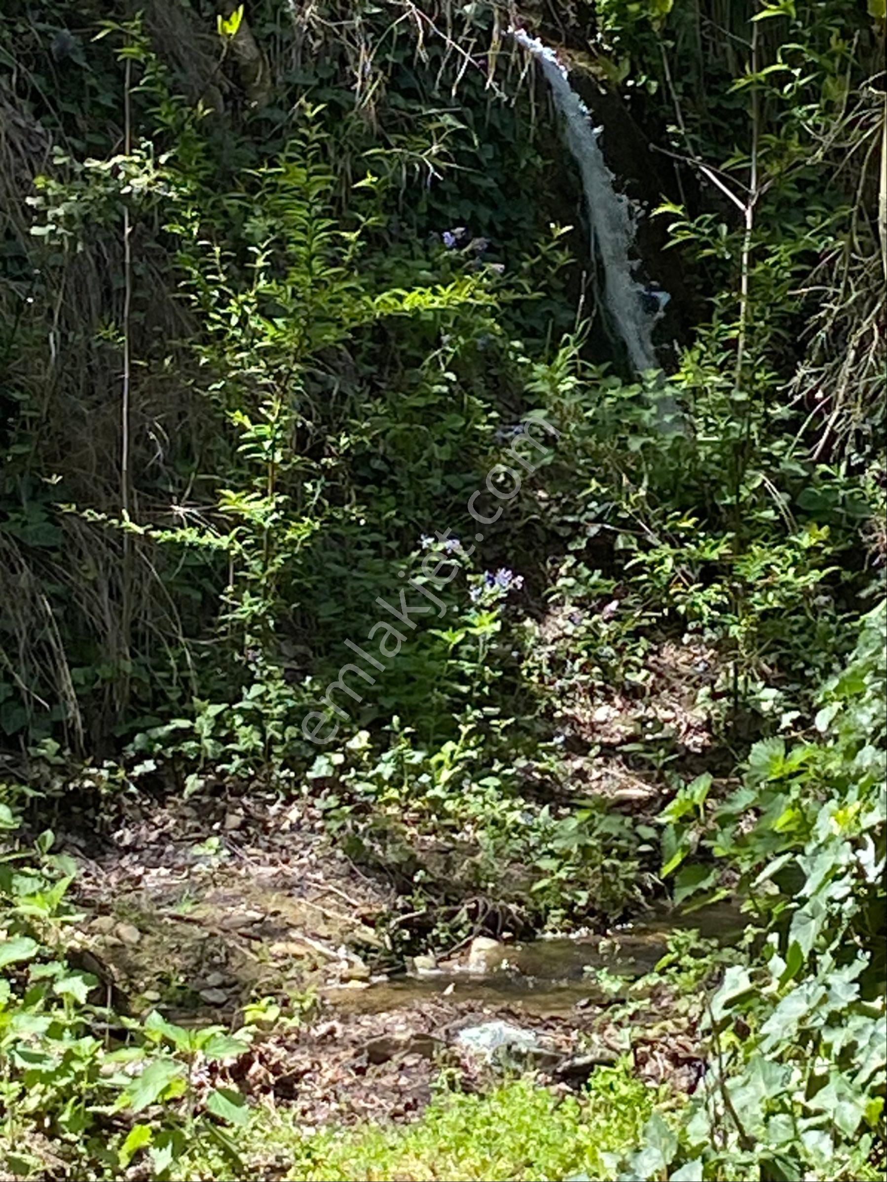 Doğanay Emlktan İzmir Tire Dallık Ta İmar İzinli Cevizlik - Görsel 2