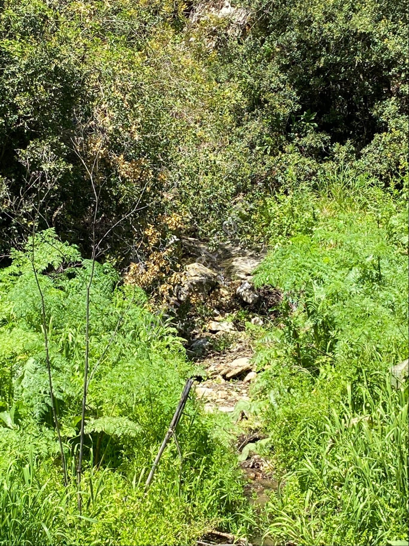 Doğanay Emlktan İzmir Tire Dallık Ta İmar İzinli Cevizlik - Görsel 17