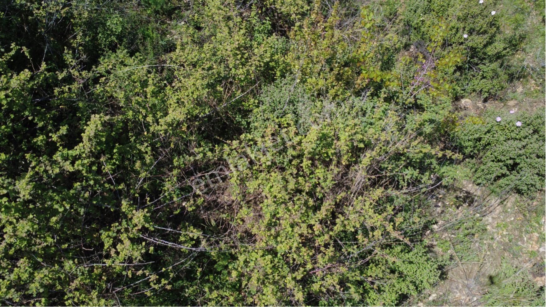 Doğanay Emlktan İzmir Tire Dallık Ta İmar İzinli Cevizlik - Görsel 15