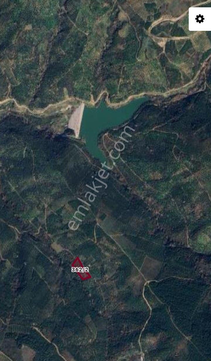 Gemlik Küçükkumla'da Köye Ve Gölete Yakın Bakımlı Zeytinlik