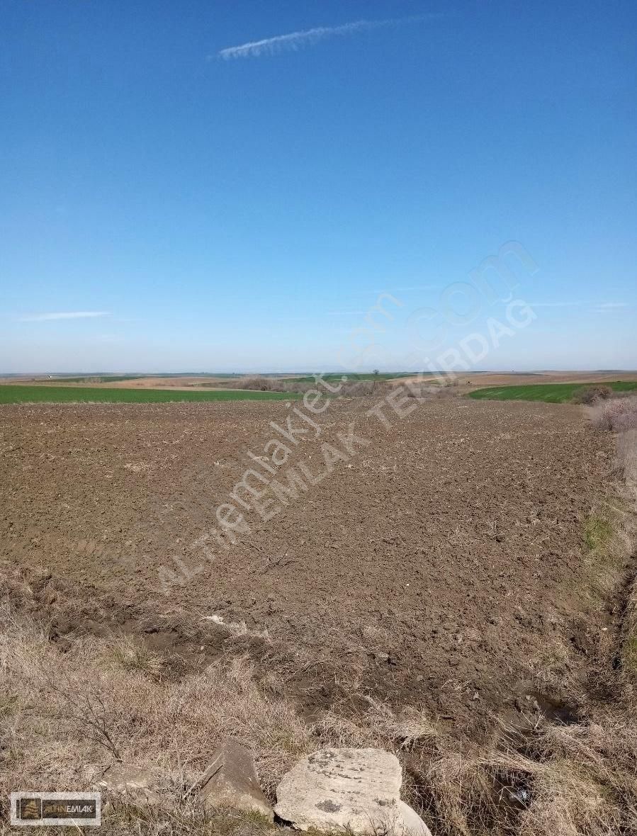 Tekirdağ Karacakılavuz Yola Yakın 1500m2 Tarla