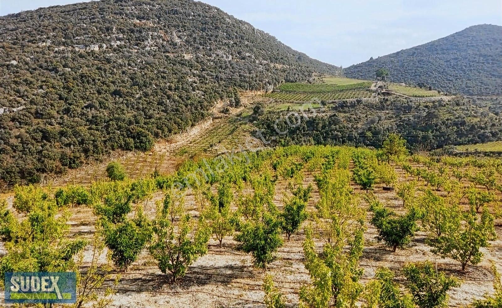 Musalı Da 4491 M2 Konteyner Ev Ve Bahçesi