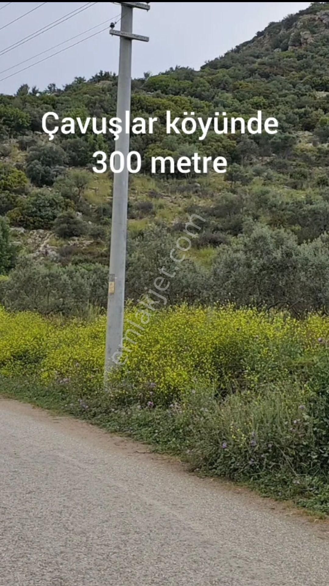Tire'de Satılık 36 Dönüm Tek Tapu Zeytinlik