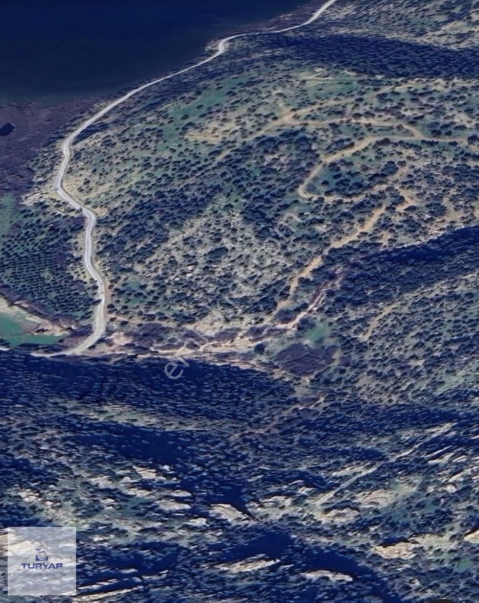 Serçinde Satılık Zeytinlik