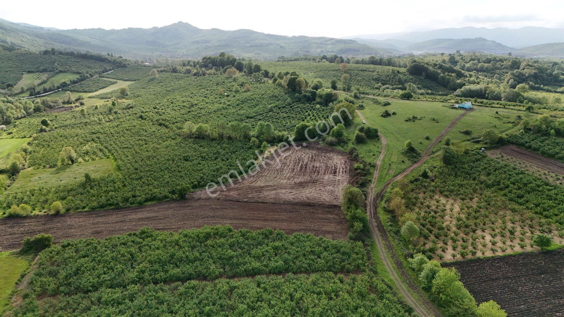 Düzce Gümüşova Elmacık Köyü 5061 M² %5 İmarlı Satılık Arsa