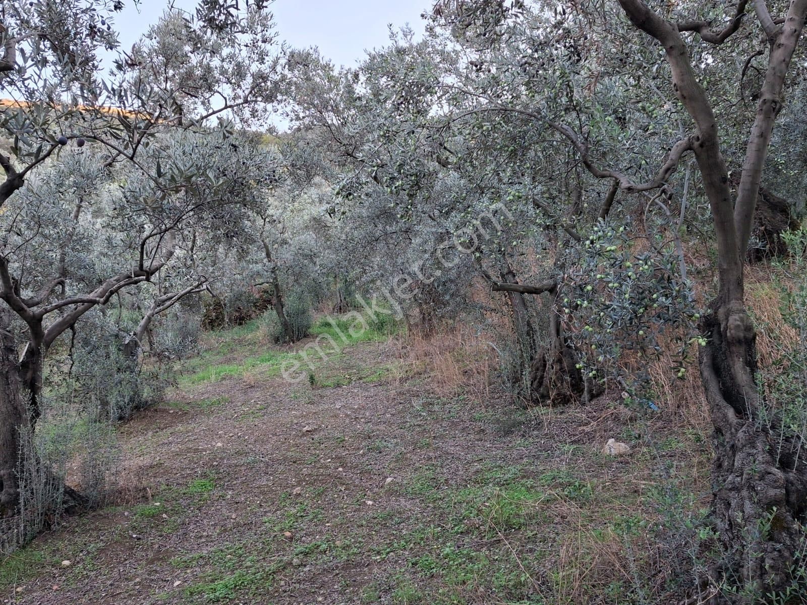Umurbey Süper Lokasyon, Süper Fiyat Satılık Zeytinlik - Görsel 5