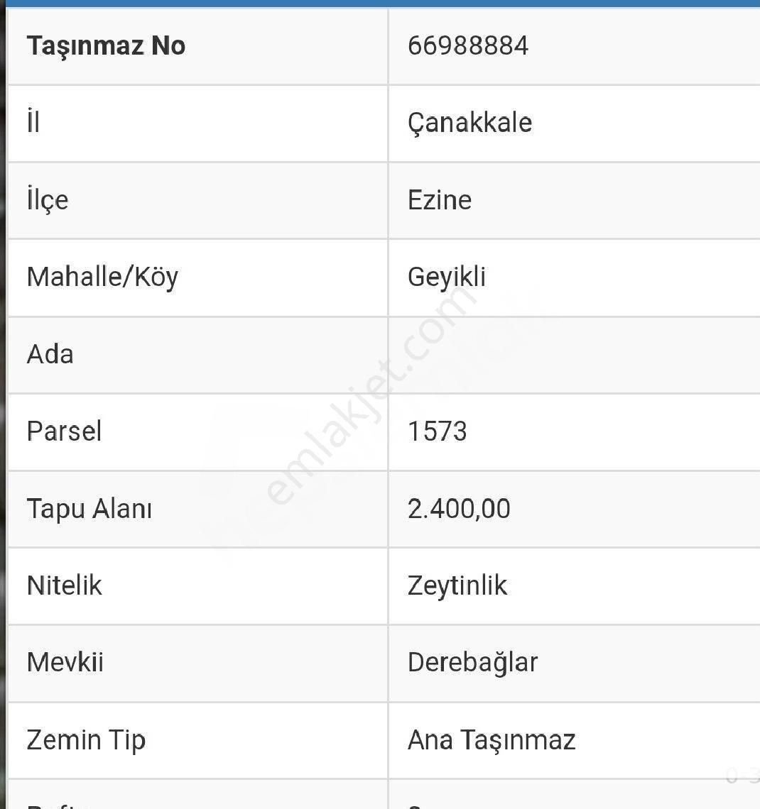 Geyikli'de Zeytinlik Arazisi