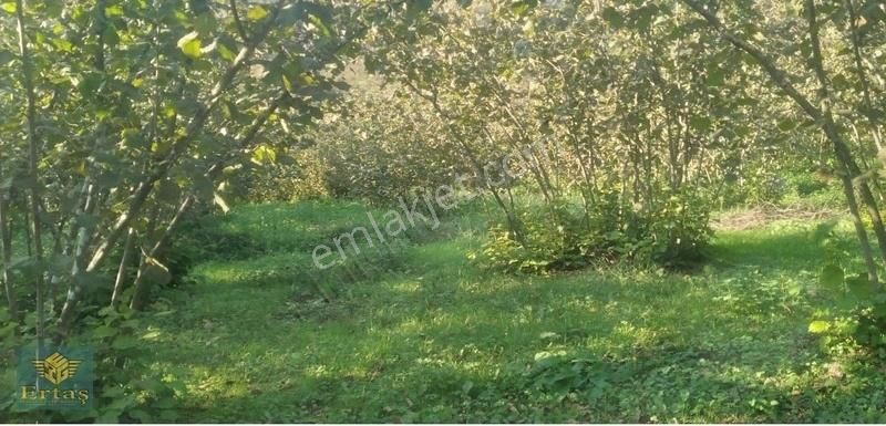 Sarıhasanda Yüksek Verimli,ulaşımı Kolay Satılık Fındık Tarlasi