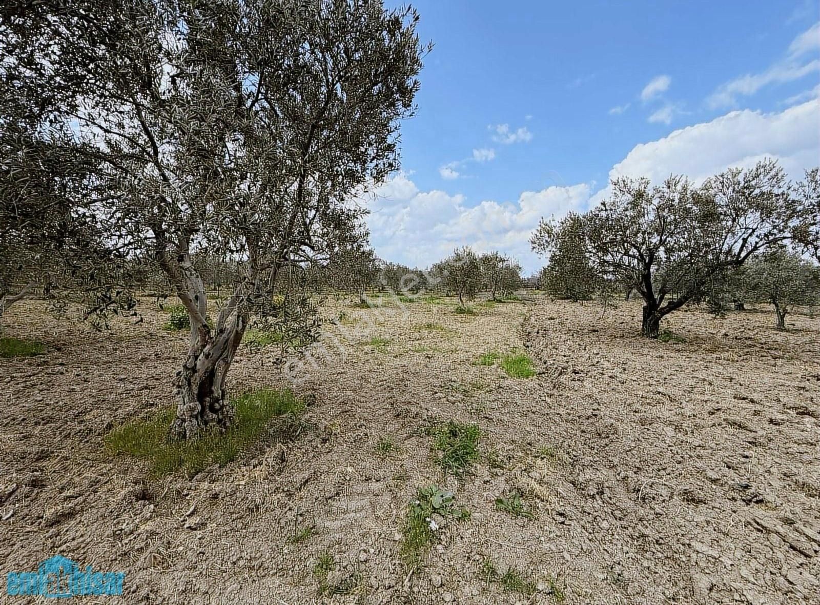 Akhisar Süleymanlıda Yola Cephe Satılık 7740 M2 Zeytinlik - Görsel 10