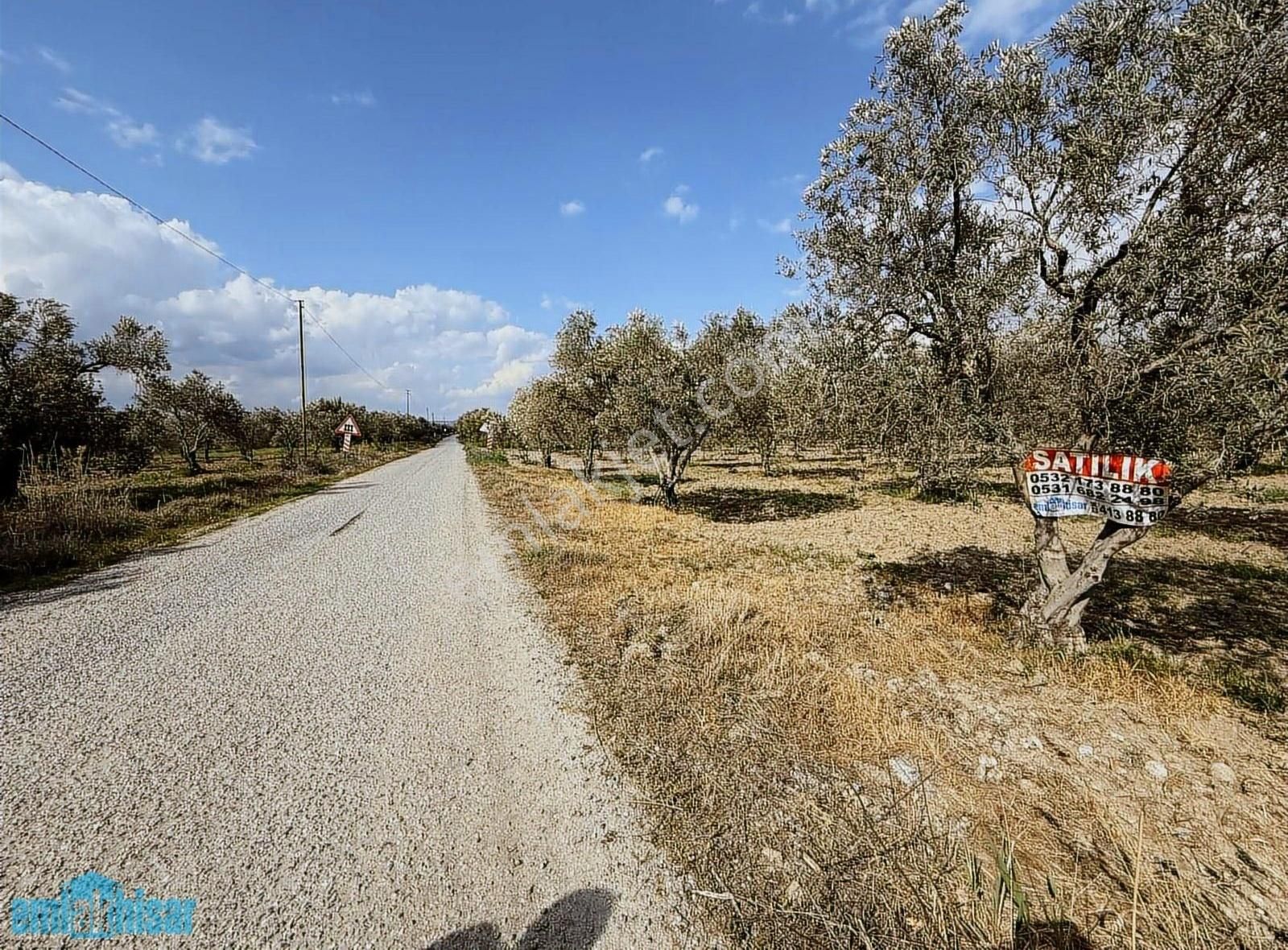 Akhisar Süleymanlıda Yola Cephe Satılık 7740 M2 Zeytinlik