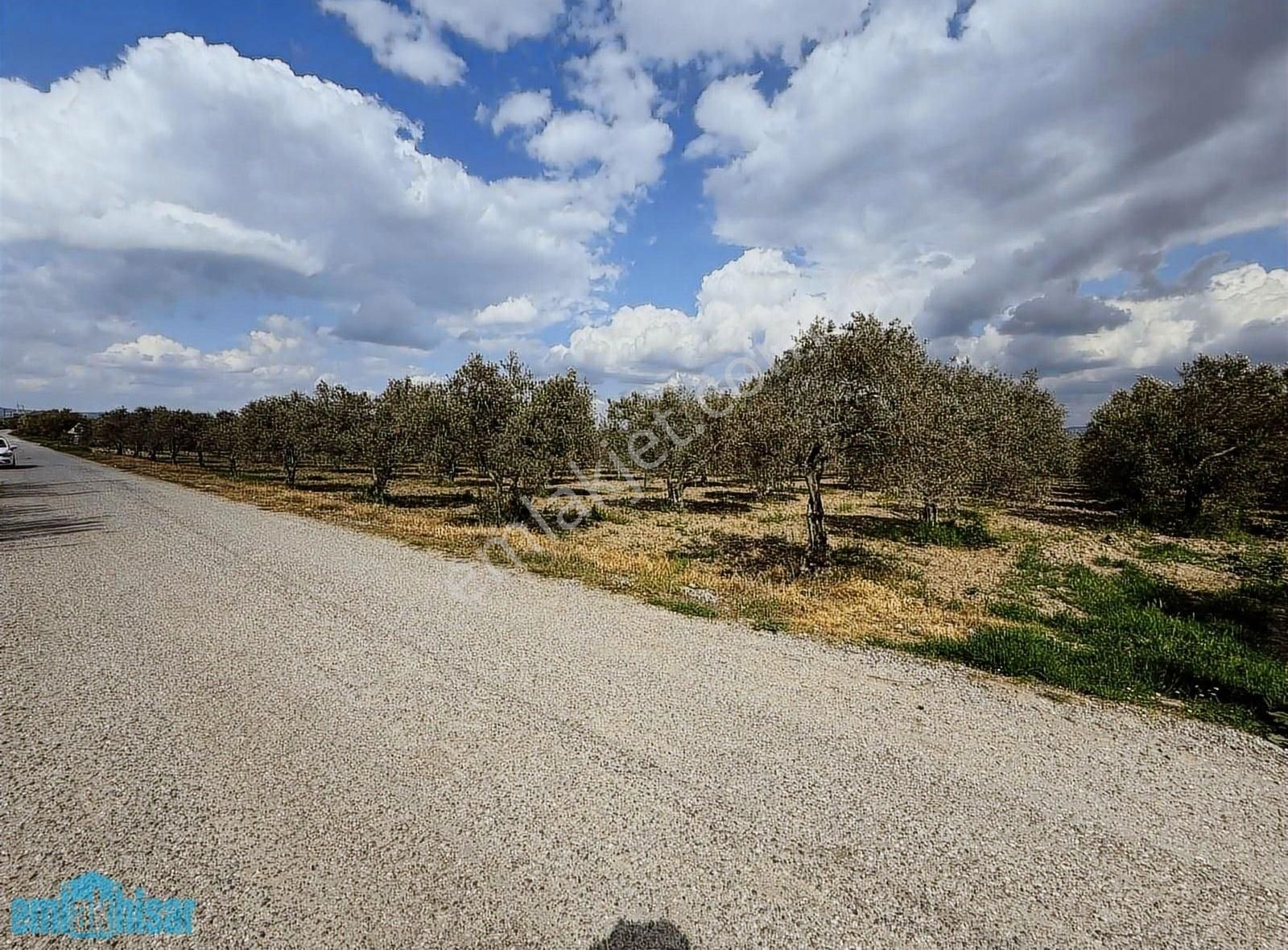 Akhisar Süleymanlıda Yola Cephe Satılık 7740 M2 Zeytinlik - Görsel 12