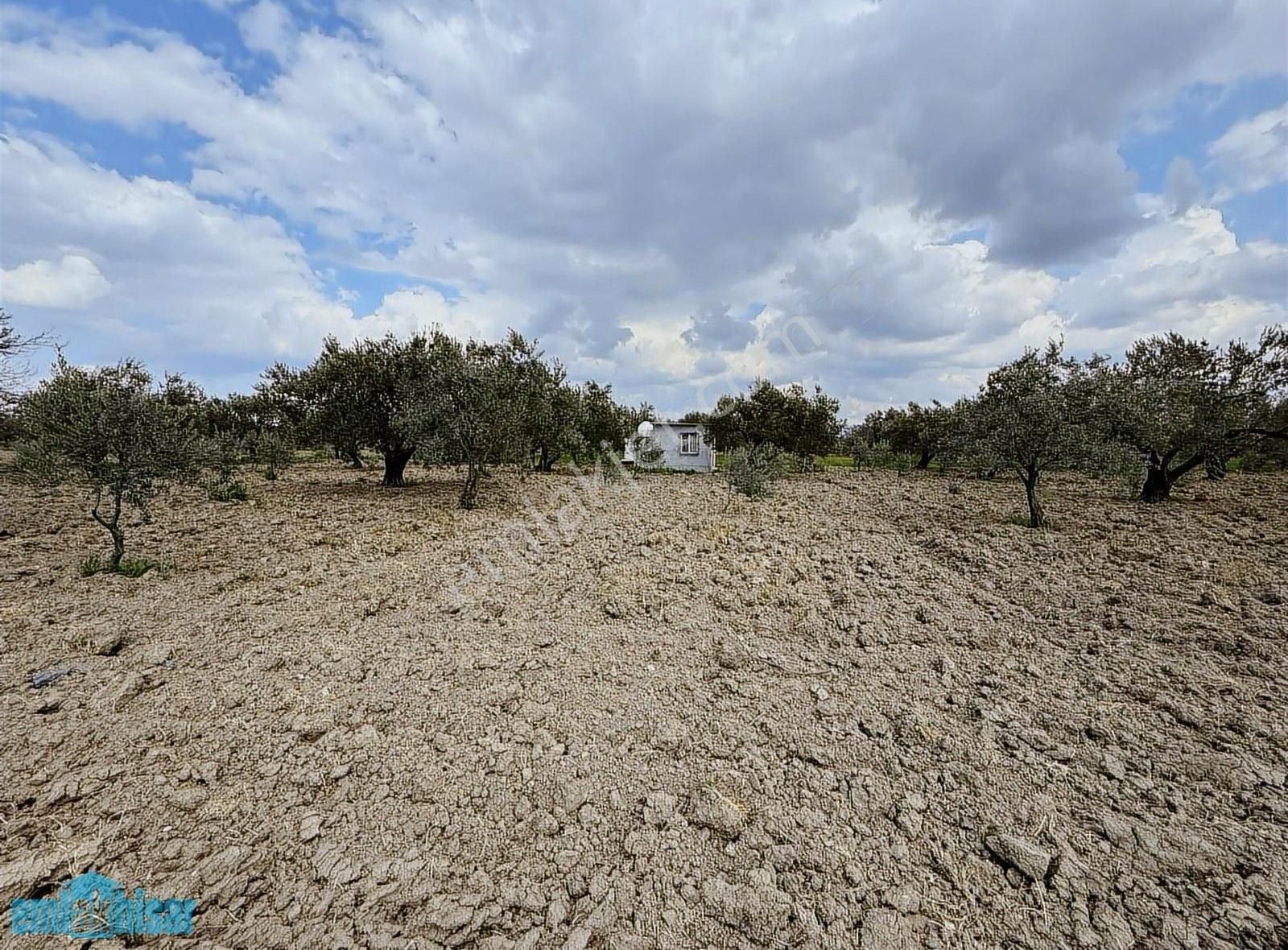 Akhisar Süleymanlıda Yola Cephe Satılık 7740 M2 Zeytinlik - Görsel 14