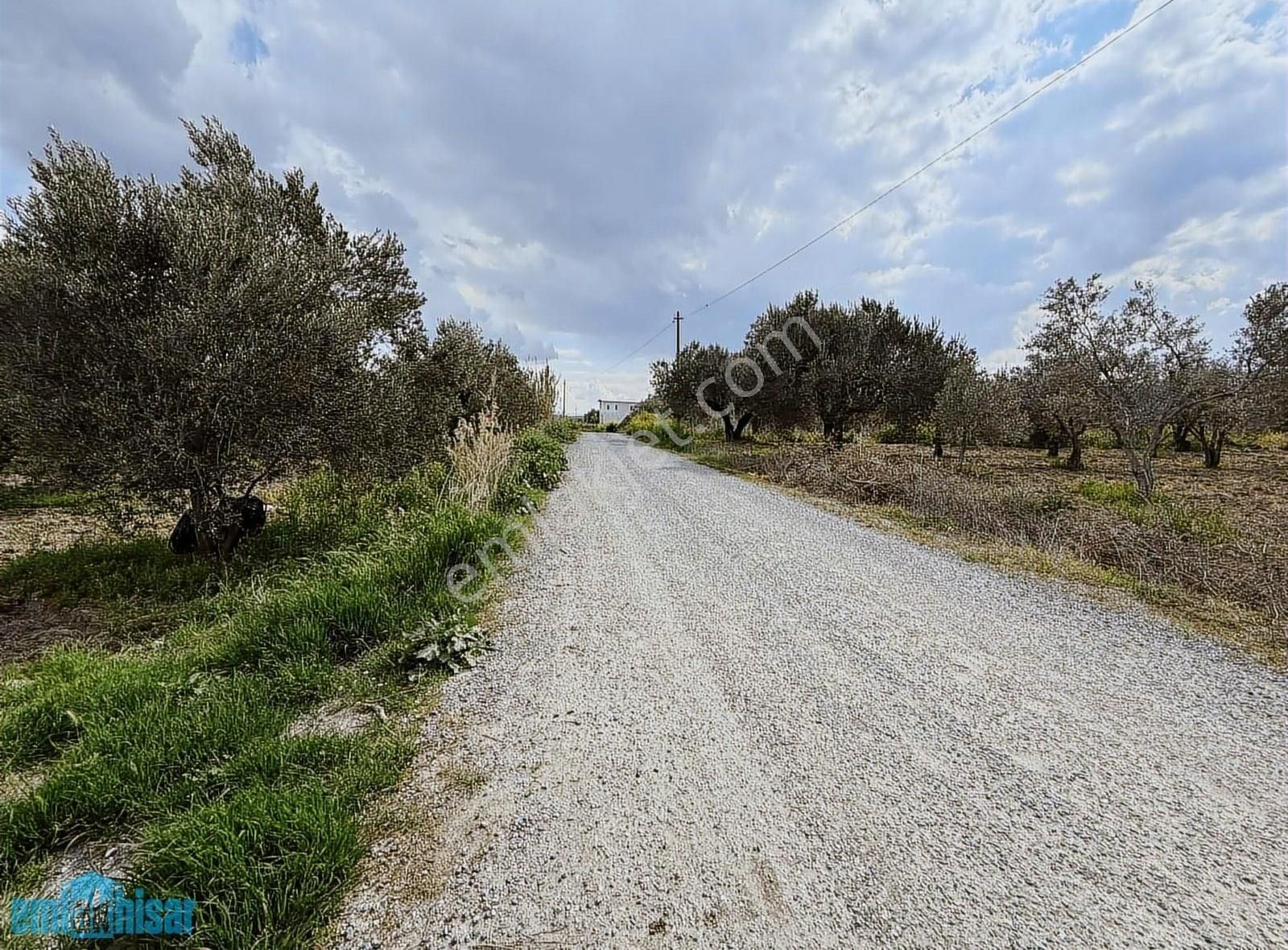 Akhisar Süleymanlıda Yola Cephe Satılık 7740 M2 Zeytinlik - Görsel 3