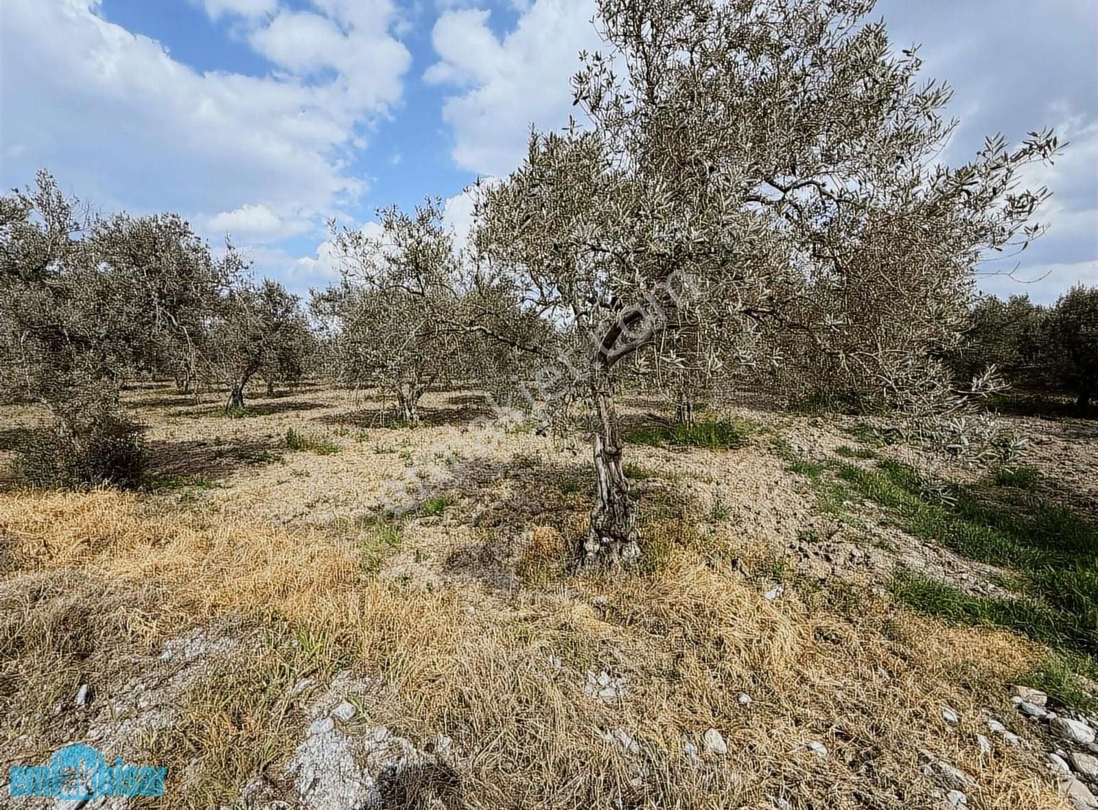 Akhisar Süleymanlıda Yola Cephe Satılık 7740 M2 Zeytinlik - Görsel 7