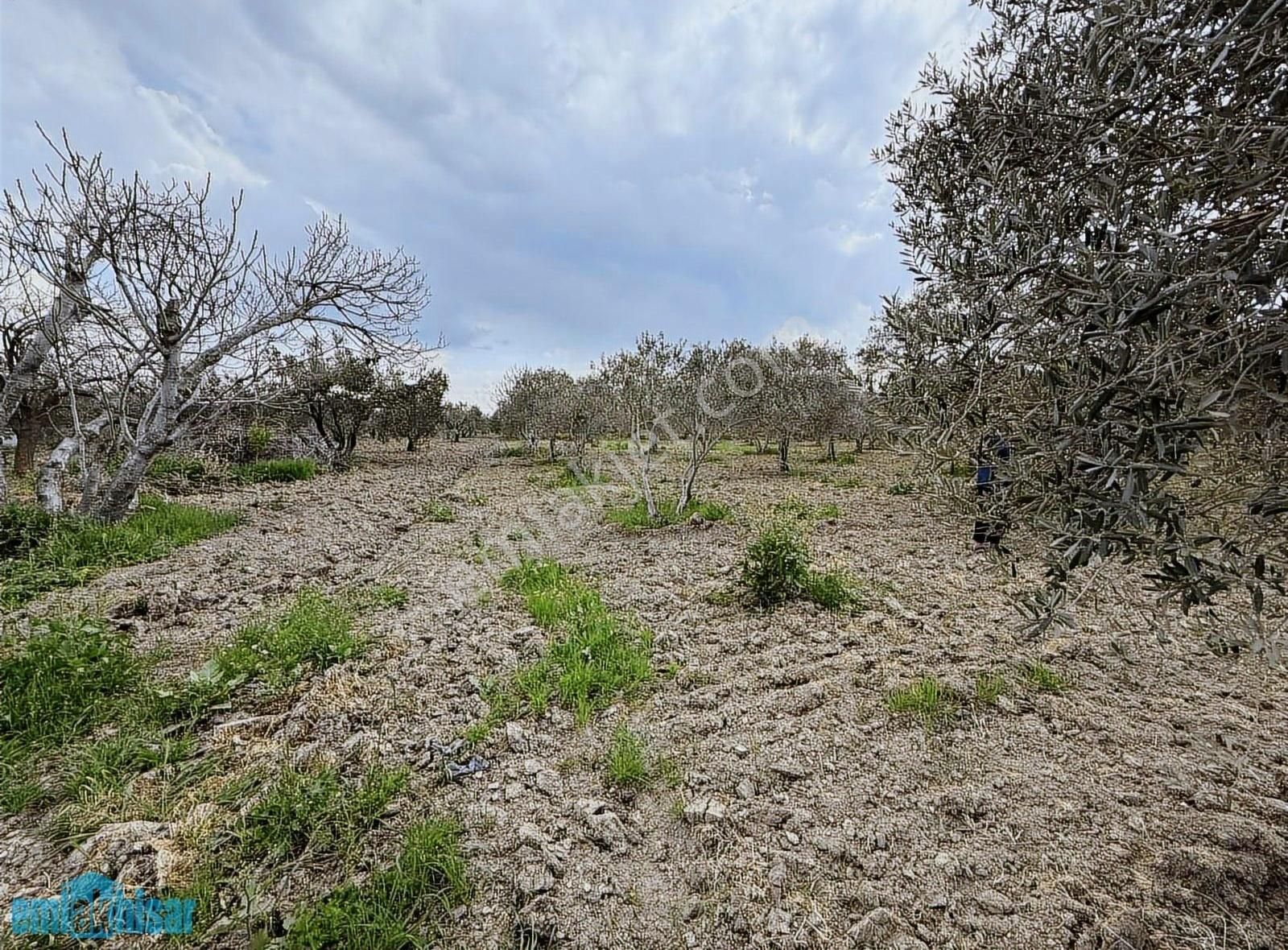 Akhisar Süleymanlıda Yola Cephe Satılık 7740 M2 Zeytinlik - Görsel 5