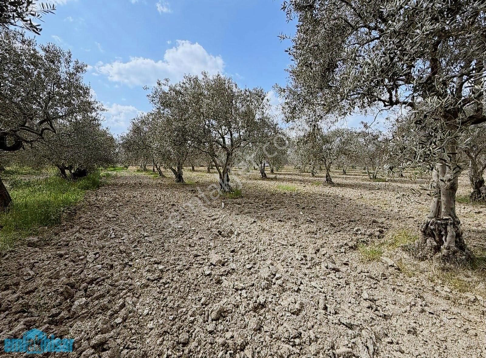 Akhisar Süleymanlıda Yola Cephe Satılık 7740 M2 Zeytinlik - Görsel 18