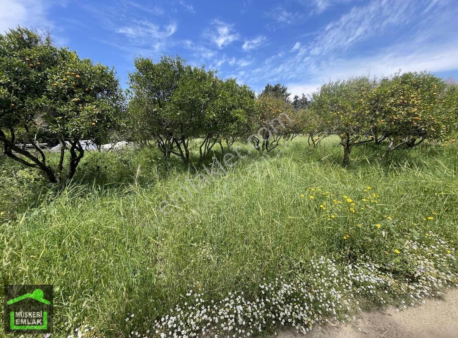 Bodrum Gümüşlük Merkezde Satılık Narenciye Bahçesi