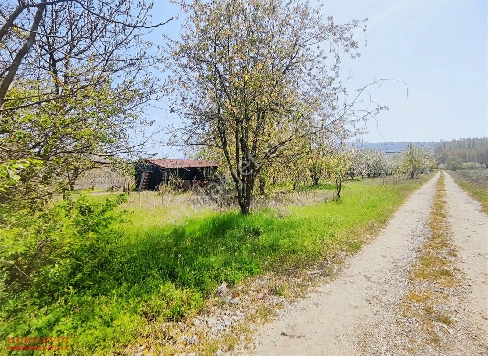 Uçaravcı'dan Hamamlı Mah. Satılık 5.100 M² İçinde Ev Olan Tarla