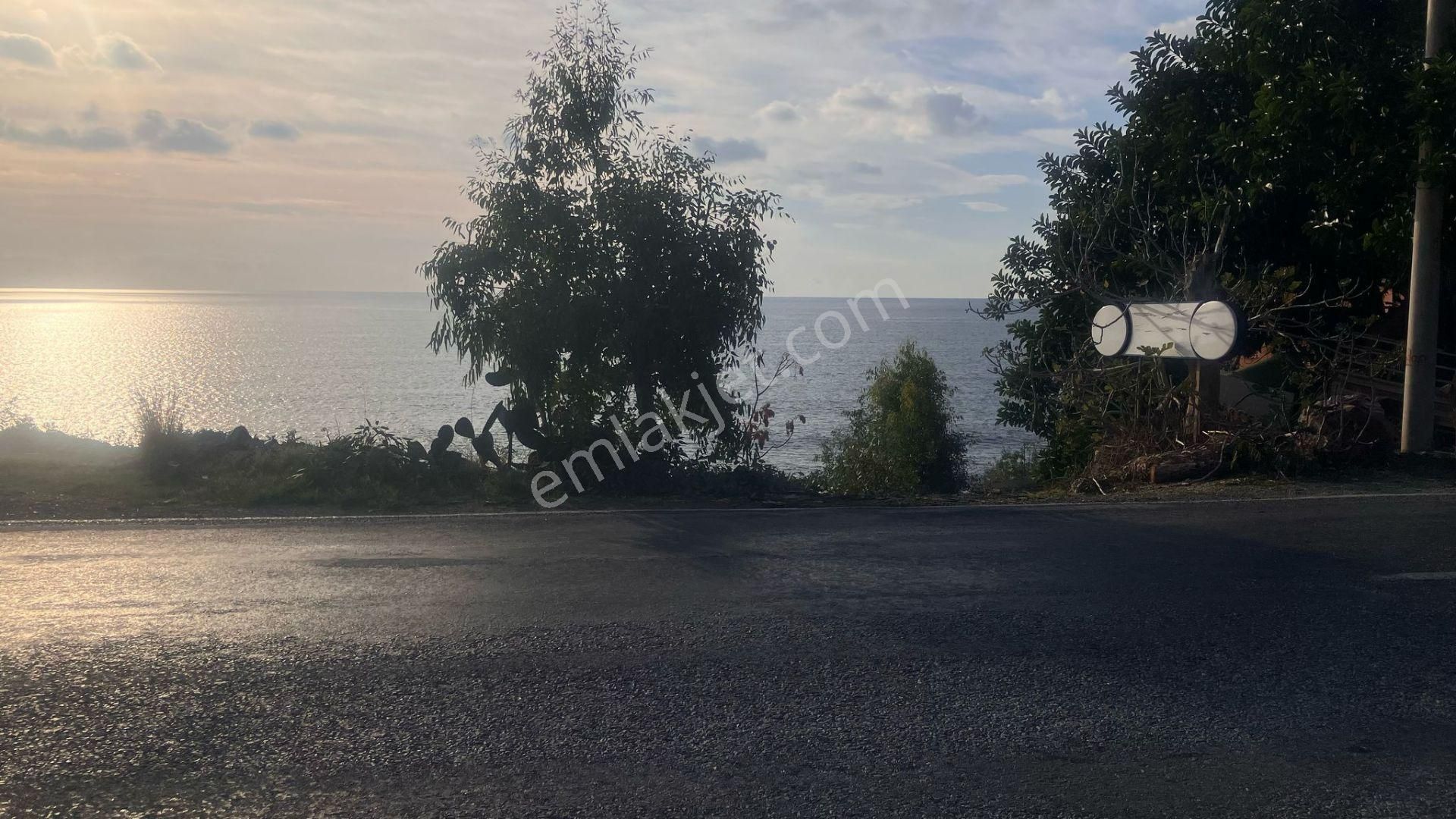 Alanya Uğrak Mah Satılık 3950 M2 Tarla