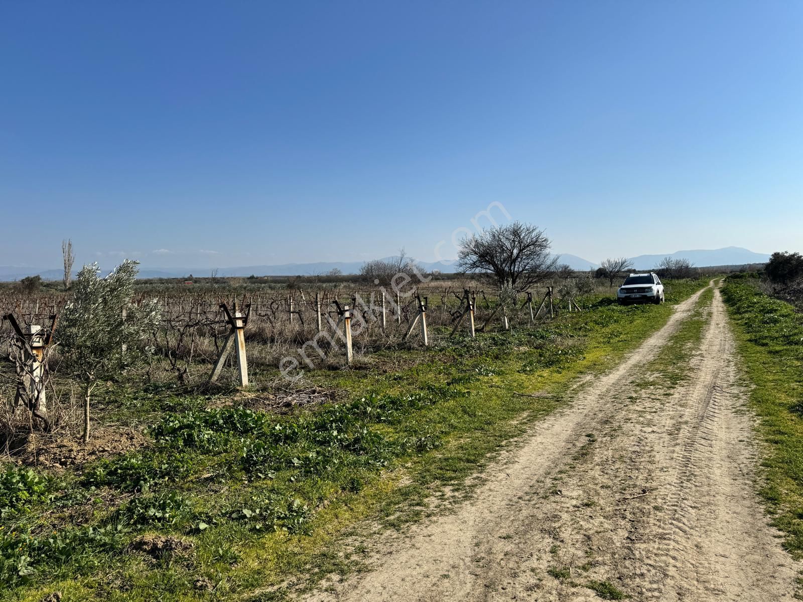 Aşağıçobanisa Da 4.737 M2 Bağ , Yolu Var