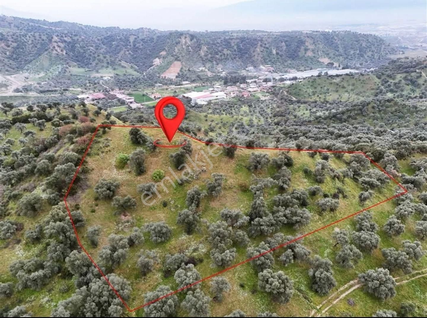 Ocaklıda 4,187 M2 Şehir Manzaralı Satılık Zeytinlik..!