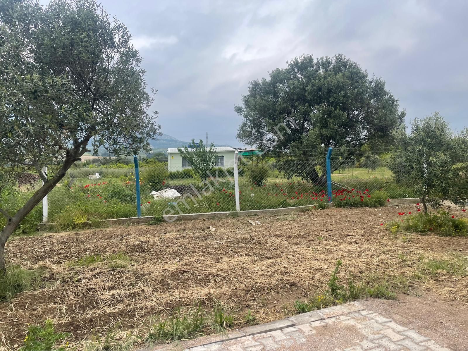 Kemalpaşa Aşağıkızılca Satılık 1010 M2 Tek Tapu Bahçe - Görsel 12