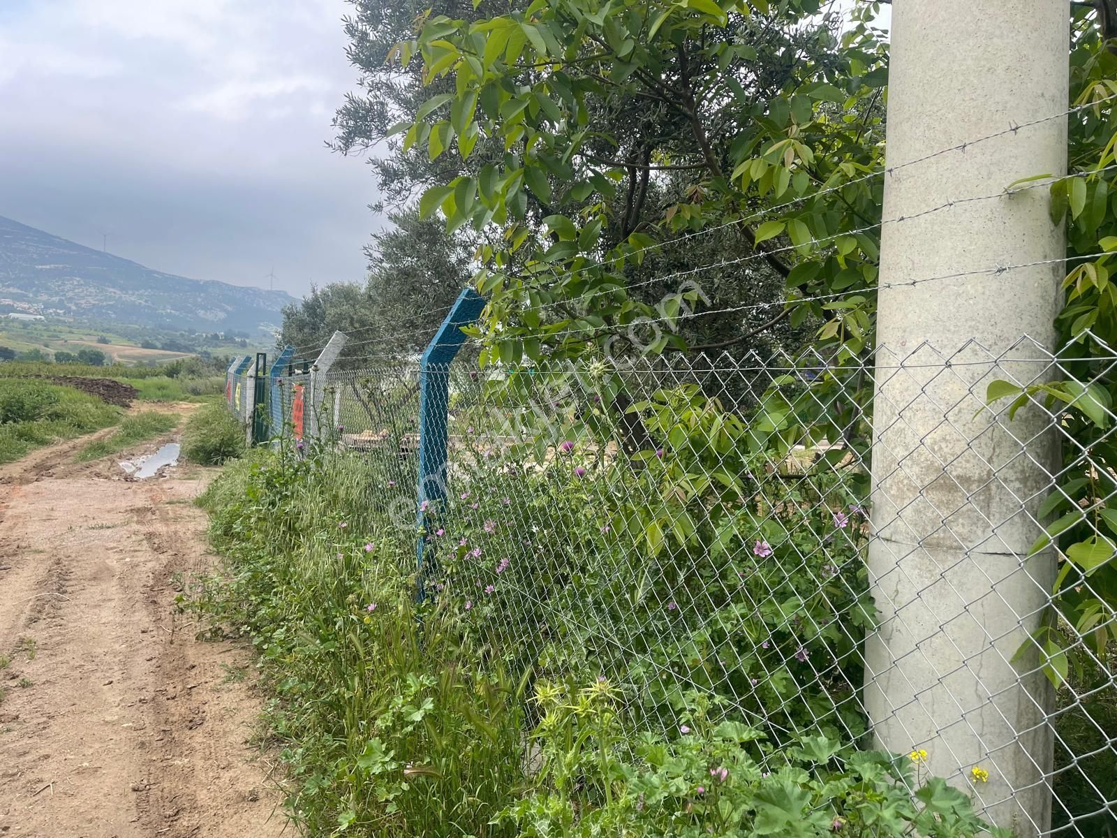 Kemalpaşa Aşağıkızılca Satılık 1010 M2 Tek Tapu Bahçe - Görsel 32