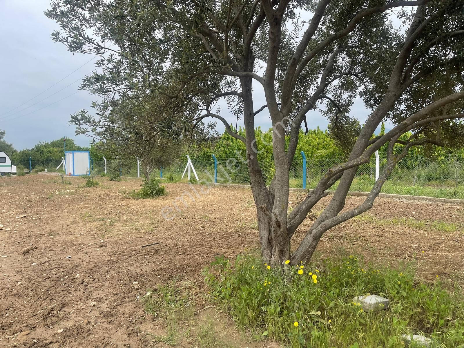 Kemalpaşa Aşağıkızılca Satılık 1010 M2 Tek Tapu Bahçe - Görsel 16