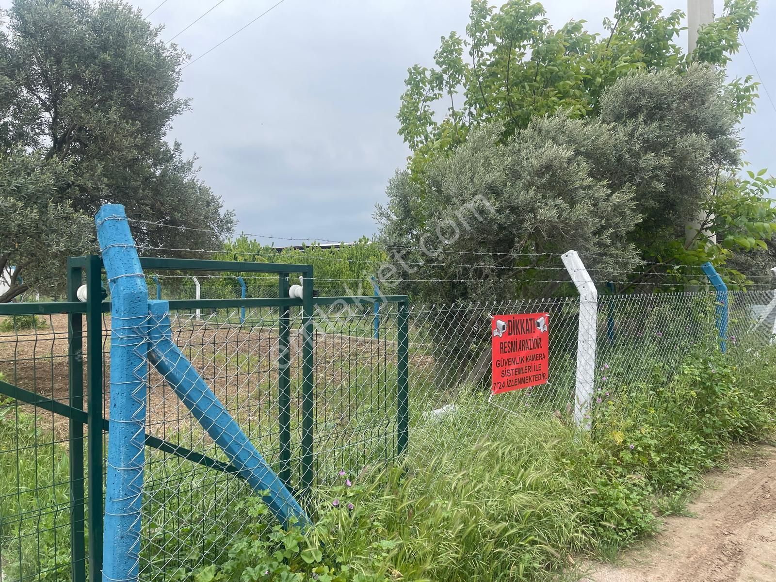 Kemalpaşa Aşağıkızılca Satılık 1010 M2 Tek Tapu Bahçe - Görsel 5